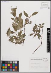 Foto von Salix cantabrica Rech. f.